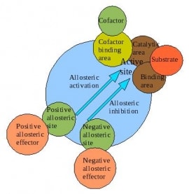 Online quiz Allosteric Effects