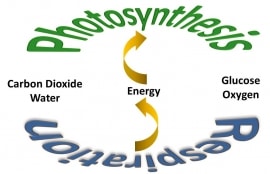 Online quiz Photosynthesis and Respiration