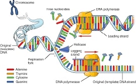 Online quiz DNA Structure and Replication