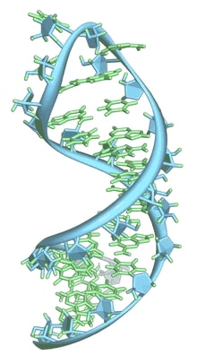 Online quiz RNA Structure