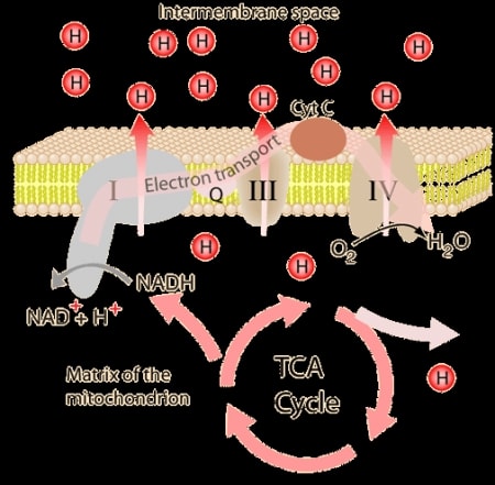 TCA Cycle