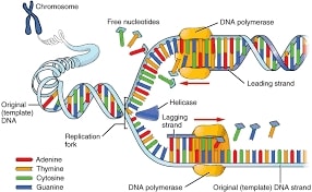 DNA Structure and Replication