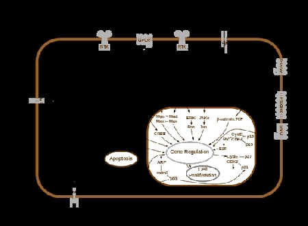 Cell Signalling and Transduction