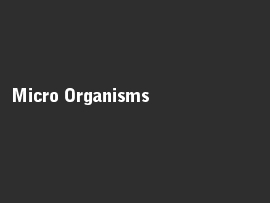 Online quiz Micro Organisms