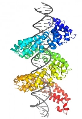 Online quiz Protein and Nucleic Acid Interactions