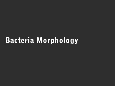 Bacteria Morphology