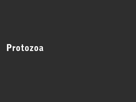Protozoa